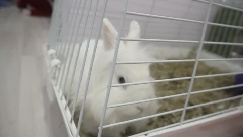 Small decorative fluffy white rabbit sitting in a cage 스톡 동영상 119392165