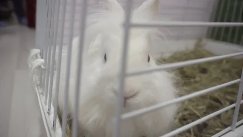 Small decorative fluffy white rabbit sitting in a cage Stock Footage 119392184