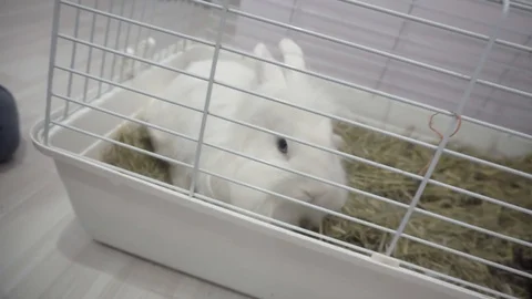 Small decorative fluffy white rabbit sitting in a cage Stock Footage 119392201