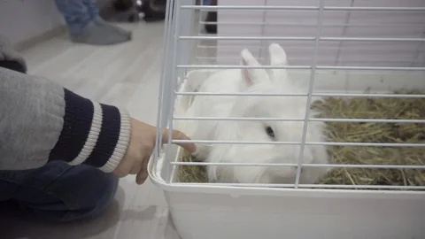 Small decorative fluffy white rabbit sitting in a cage Видео 119392222