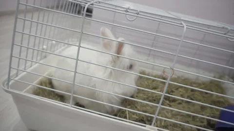 Small decorative fluffy white rabbit sitting in a cage Stock Footage 119392261