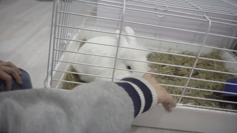 Small decorative fluffy white rabbit sitting in a cage Stock Footage 119392263