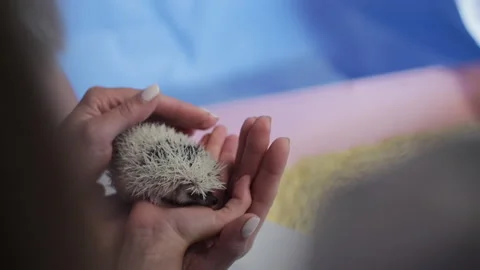 A small decorative hedgehog in children's hands Stock Footage 138180978