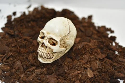 Small decorative human skull. Stock Photos