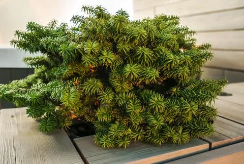Small Decorative Pine Tree Foto stock