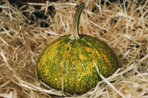 Small decorative pumpkin on artificial straw 스톡 사진