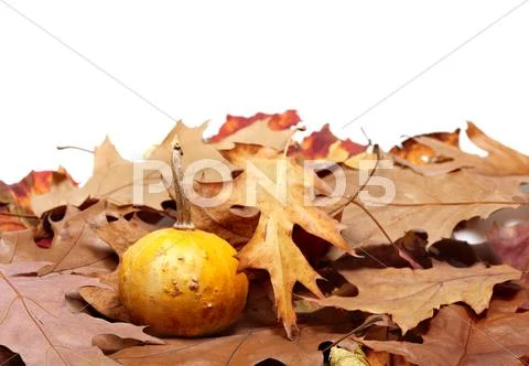 Small decorative pumpkin on autumn dry leaves from oak Stock Photos
