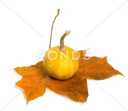 Small decorative pumpkin on autumn maple-leaf Stock Photos
