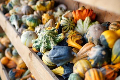Small decorative pumpkins. soft focus Stock Photos