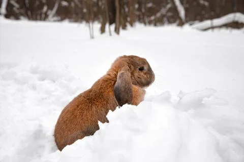 A small decorative rabbit of ram breed eat snow and digs a hole. A cute rabbi Stock Photos