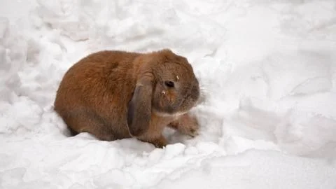 A small decorative rabbit of ram breed is sitting and digs a hole. A cute rab Stock-Fotos