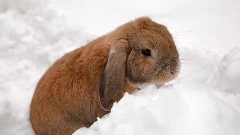 A small decorative rabbit of ram breed eat snow and digs a hole. A cute rabbi Stock-Fotos