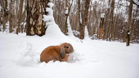 A small decorative rabbit of ram breed is sitting and digs a hole. A cute rab Stock-Fotos