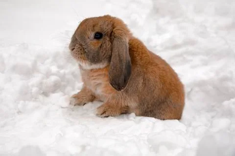 A small decorative rabbit of ram breed is sitting and digs a hole. A cute rab Stock Photos