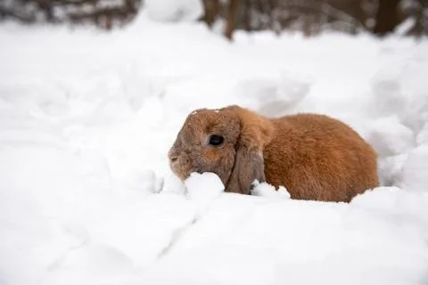 A small decorative rabbit of ram breed eat snow and digs a hole. A cute rabbi Foto stock