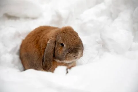 A small decorative rabbit of ram breed eat snow and digs a hole. A cute rabbi Stock Photos