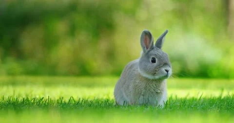 A small decorative rabbit sits on a lush green lawn surrounded by vibrant spring Stock Footage 304873518