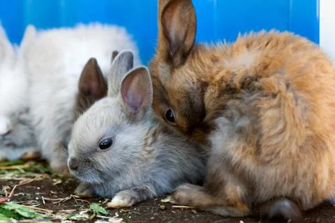Small decorative rabbits. Stock Photos