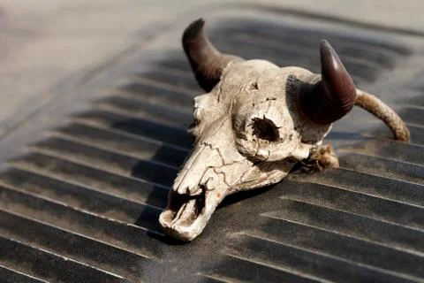 Small decorative skull Foto stock