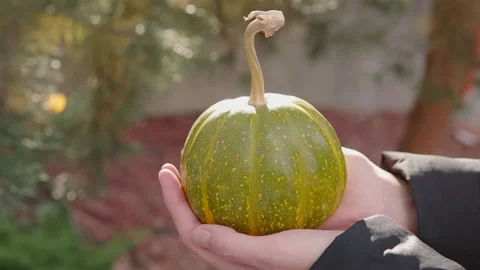 A small decorative striped pumpkin in the hands of a woman close-up against the Stock Footage 163914353