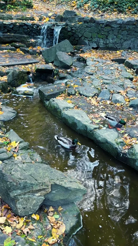 A small decorative waterfall, a stream, and mallards in an autumn park.  Video stock 321153220