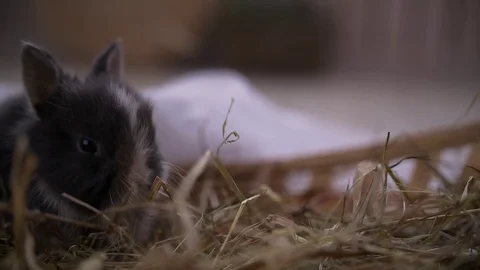 Small decorative white rabbit sitting into the basket. The Easter celebration Stock Footage 82185628