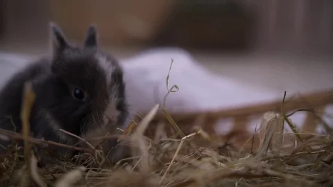 Small decorative white rabbit sitting into the basket. The Easter celebration Stock Footage 82185871
