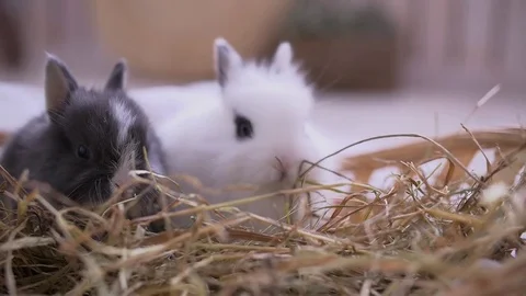 Small decorative white rabbit sitting into the basket. The Easter celebration Stock Footage 82185956