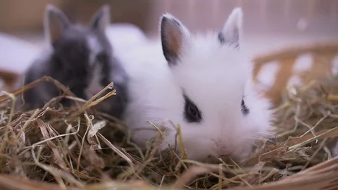Small decorative white rabbit sitting into the basket. The Easter celebration Stock Footage 82186066