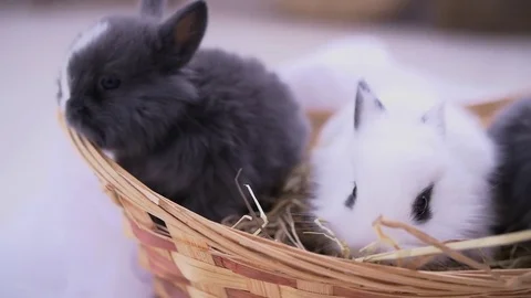Small decorative white rabbit sitting into the basket. The Easter celebration Video stock 82186170