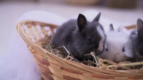 Small decorative white rabbit sitting into the basket. The Easter celebration Stock-Footage 82186462