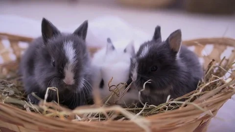 Small decorative white rabbit sitting into the basket. The Easter celebration Stock Footage 82186476