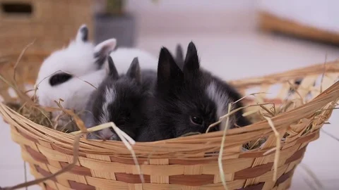 Small decorative white rabbit sitting into the basket. The Easter celebration Stock Footage 82189189