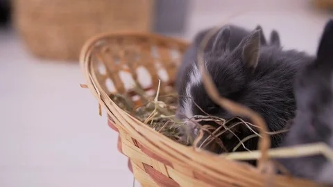 Small decorative white rabbit sitting into the basket. The Easter celebration Stock Footage 82189190