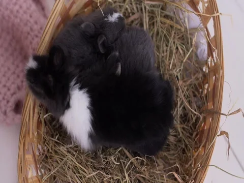 Small decorative white rabbit sitting into the basket. The Easter celebration Stock Footage 82189704