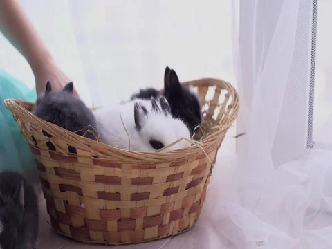 Small decorative white rabbit sitting into the basket. The Easter celebration Stock Footage 82189765