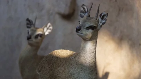 Small deer alert for predators Stock Footage 157376094