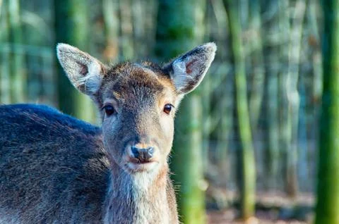 Small deer all alone in the forest Stock Photos