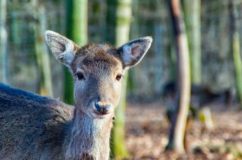 The small deer all alone in the forest Stock Photos