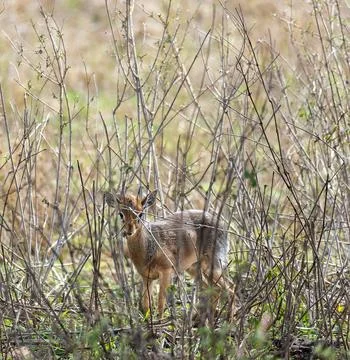 A small deer can be spotted in a dense brush landscape surrounded by greenery Foto stock