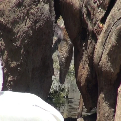 Small deer drinking water behind rocks Vídeos de archivo 69736835