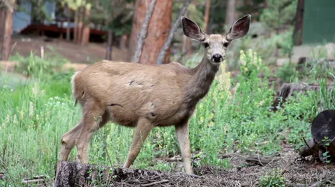 Small Deer Eating Stock Footage 32301722