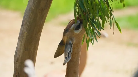 Small Deer Eating From Tree 4k Stock Footage 88473252
