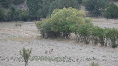 Small deer feeding by agriculture fields. Large trees around. Stock Footage 345174293