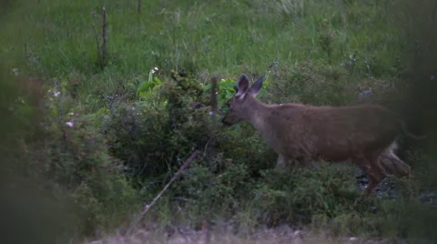 SMALL DEER GRAZING AND WALKING IN GREEN FIELD Stock Footage 52030655