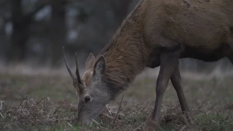 A small deer grazing in the wild. Stock Footage 100913691