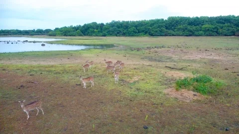Small Deer Herd Running - Pottuvil Nature Reserve - Sri Lankan Wildlife Footage Stock Footage 308754133