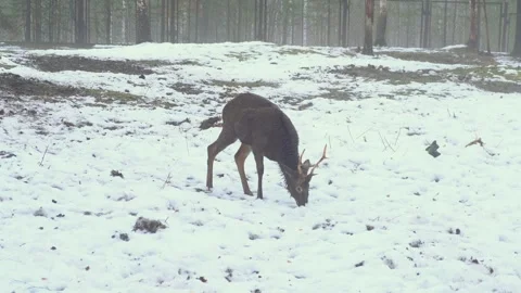 A small deer is looking for food under the snow in rainy weather Stock Footage 255706374