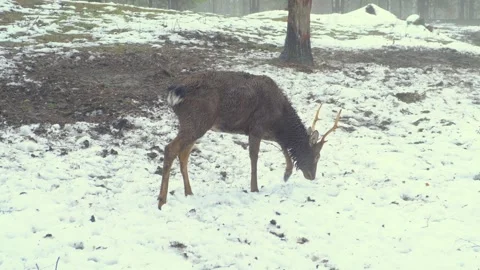A small deer is looking for food under the snow in rainy weather Video stock 255706534