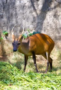 Small deer Stock Photos